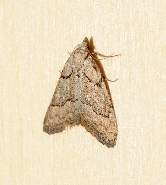 Nola thymula: Nolidae